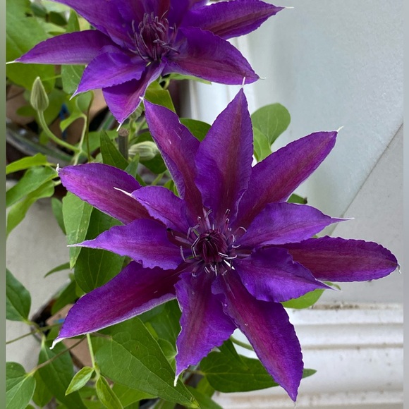 Meet your Posher, Christine - Picture 7 of 16